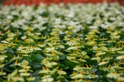 祿豐花卉產(chǎn)業(yè)協(xié)會換屆啟新程 云花標(biāo)桿領(lǐng)跑全州，美麗經(jīng)濟綻放芬芳