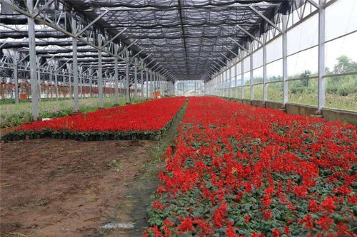 60萬株精品花卉扮靚城區(qū)，自然美妝點亮城市容顏