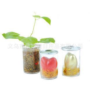 創意植物禮品新潮流 義烏市草娃娃日用品魔蛋魔豆系列全方位解析