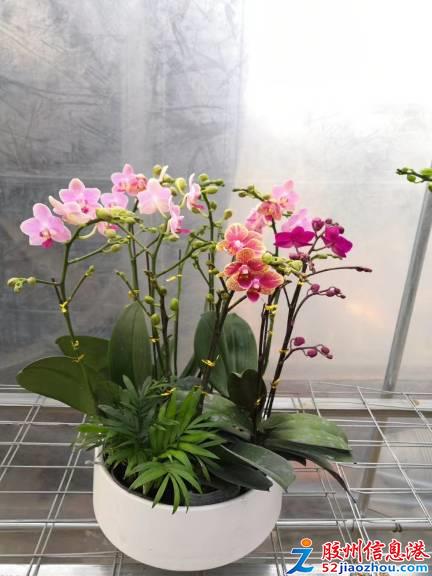 三里河打折促銷 艷麗花卉、精品苗木與數碼產品齊優惠